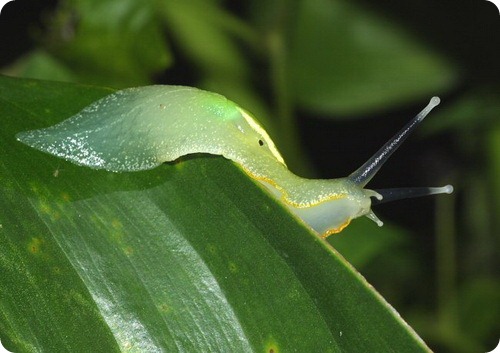 Полуслизень Gaeotis flavolineata