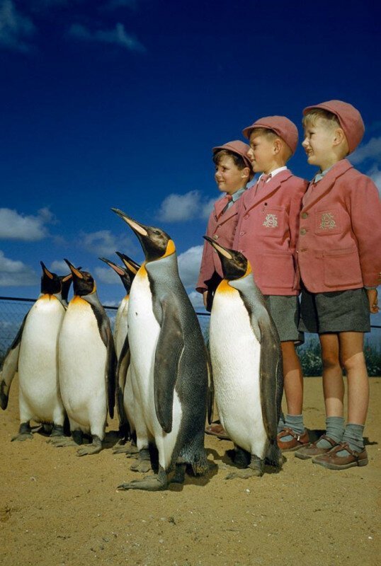 Мальчики в школьной форме фотографируются с королевскими пингвинами. Лондонский зоопарк, 1953 год. история, ретро, фото