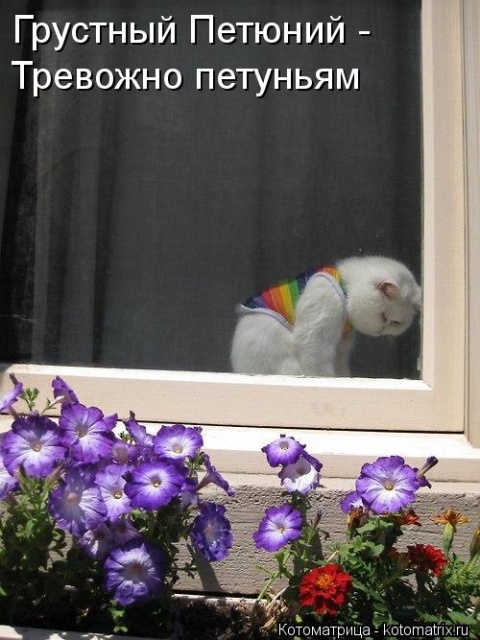Лучшие котоматрицы недели Лучшие котоматрицы недели