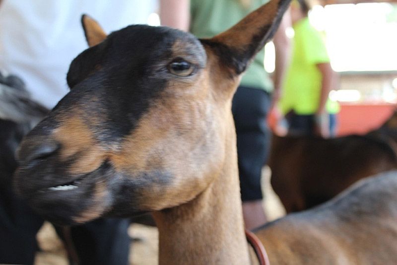 smilinggoats14 Козляшки улыбашки