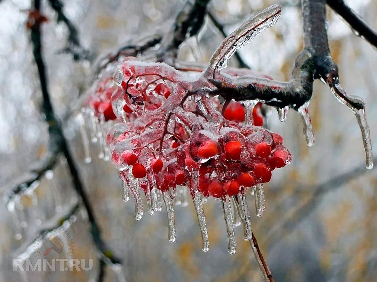 лёд на ягодах 