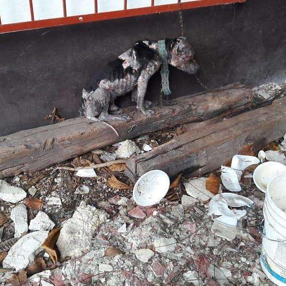 спасение собаки собака на цепи