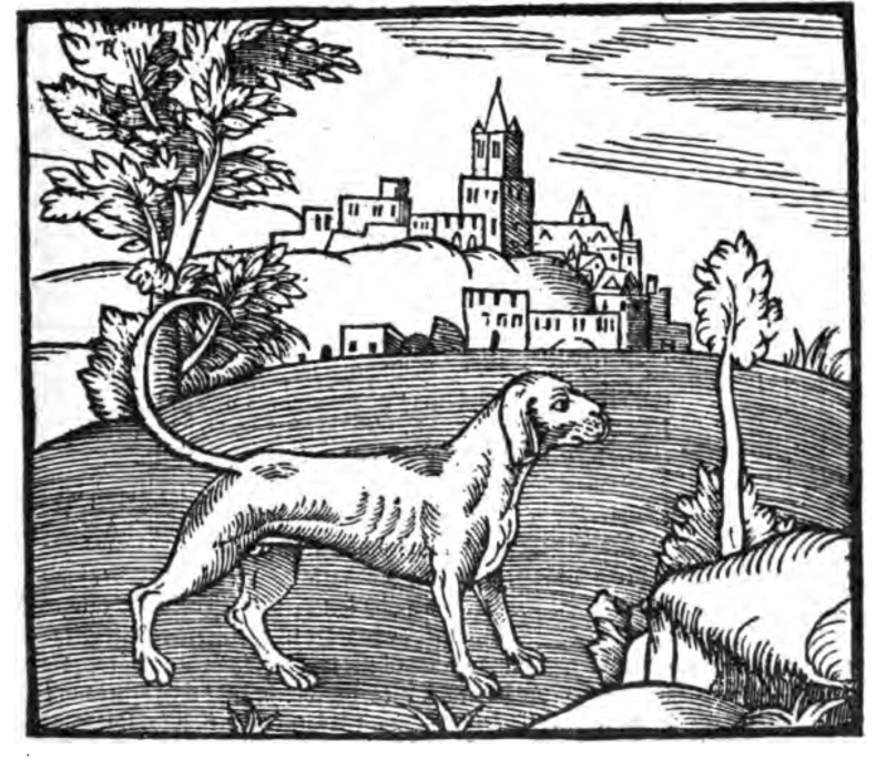 Illustration of a dog from George Turbervile's 1576 <em>Booke of Hunting</em>.