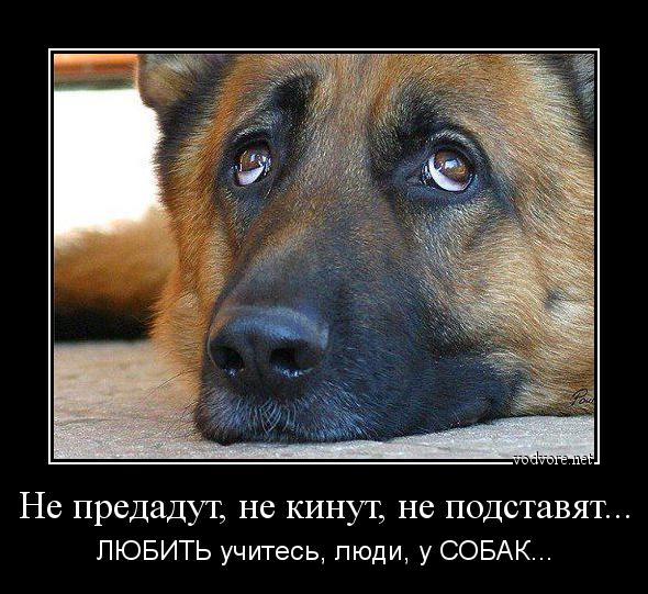 Как хочу изучить я собачий язык...