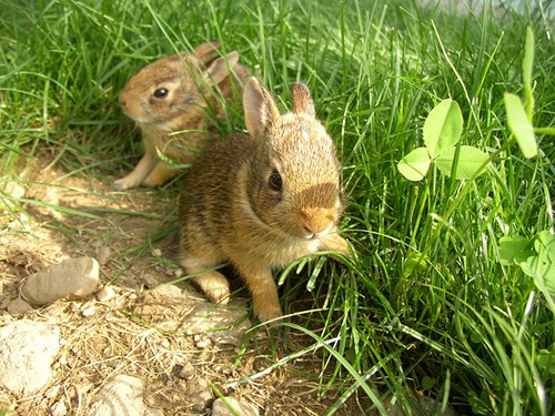 Крольчата (18 фото)