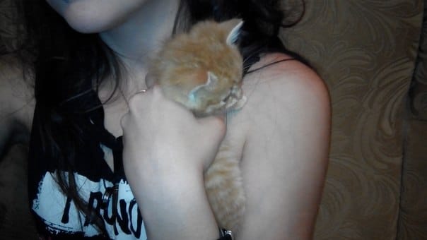 девушка приютила котенка рыжий котенок на руках