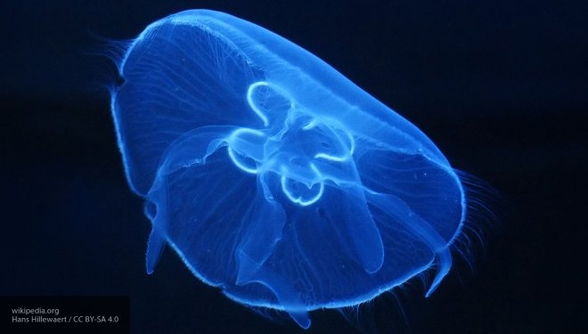 Роботы-медузы будут охранять океаны