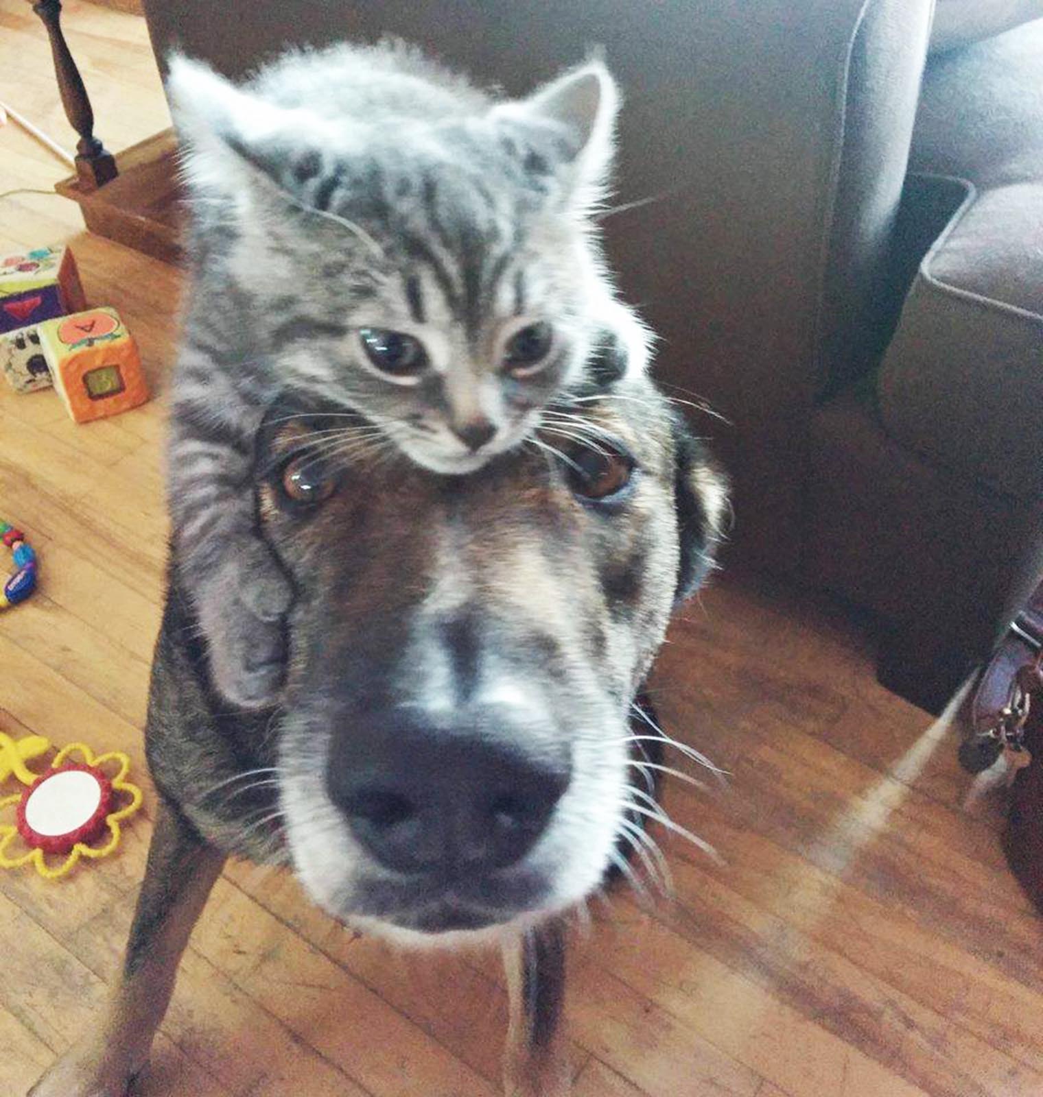 Котипес или песикот