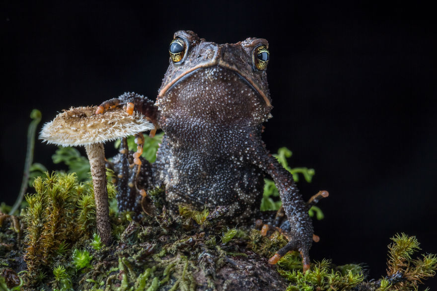 InSearchOfLostFrogs01    :       