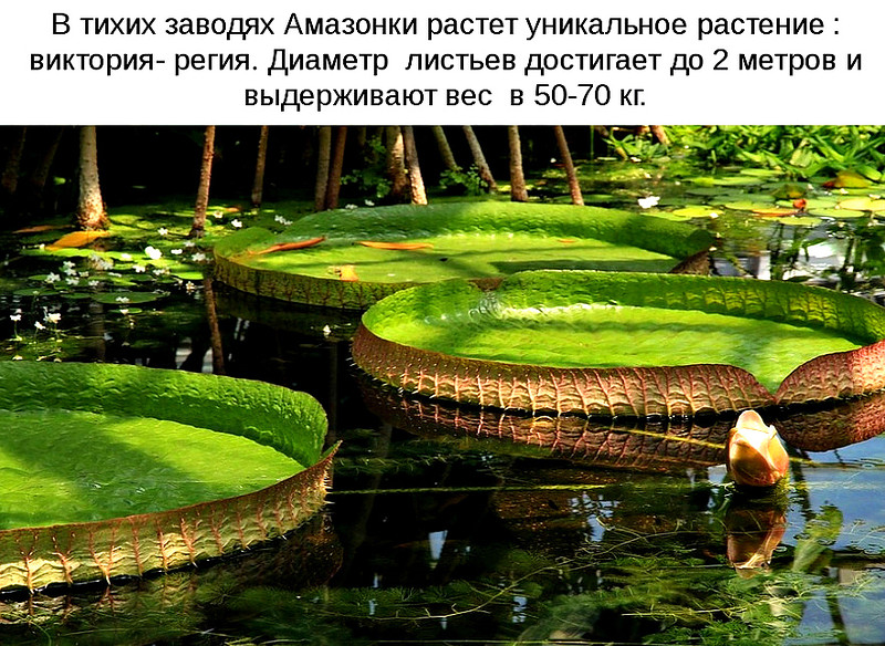 МИР ВОКРУГ. Амазонские джунгли - настоящий магнит для экстремалов МИР ВОКРУГ. Амазонские джунгли - настоящий магнит для экстремалов