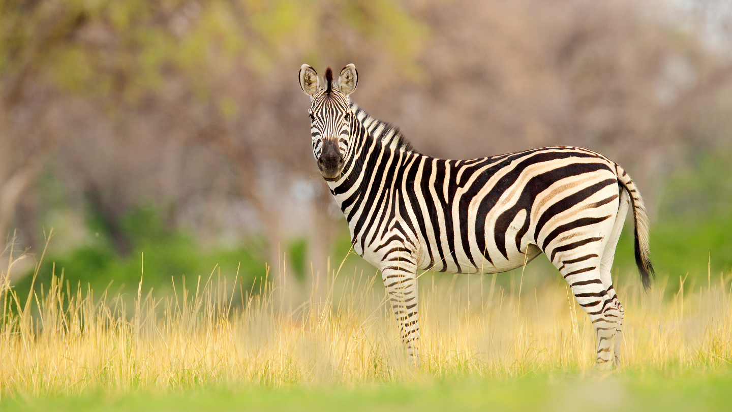 Как животные получают свои пятна