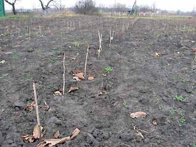 посадка малины осенью