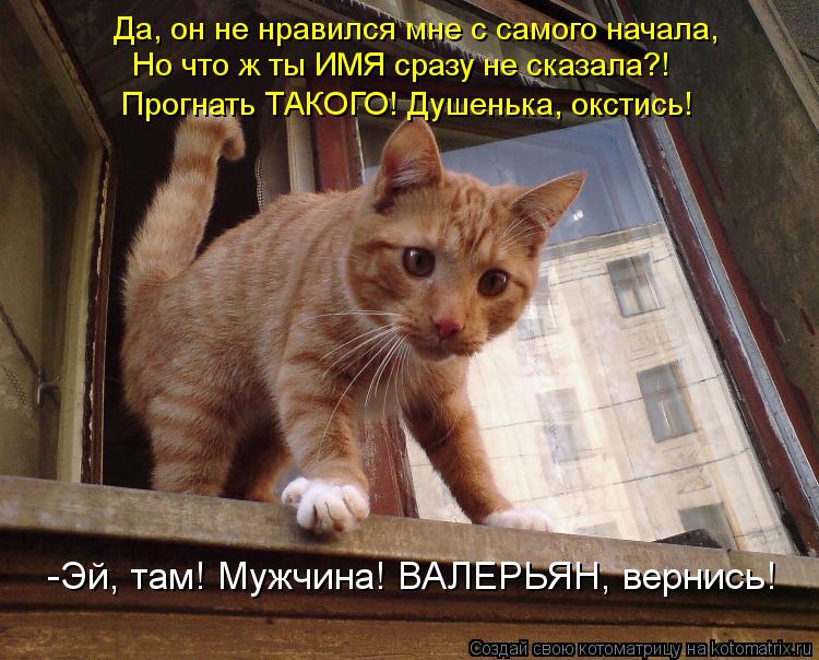 Пятничная котоматрица! Пятничная котоматрица!