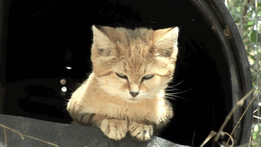 Песчаные кошки: И взрослые, и малыши выглядят как котята
