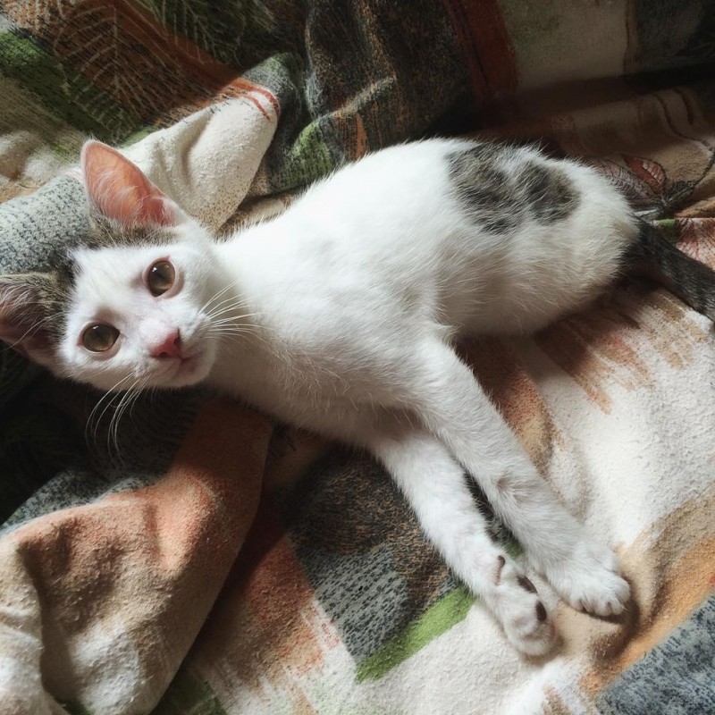 Двуногий кот Ракета Двуногий кот Ракета