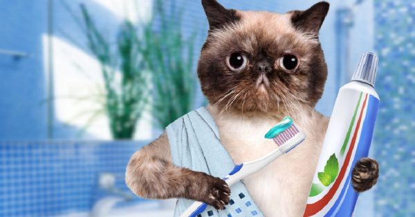 После этой статьи ты будешь полировать язык каждое утро до блеска! И вот почему