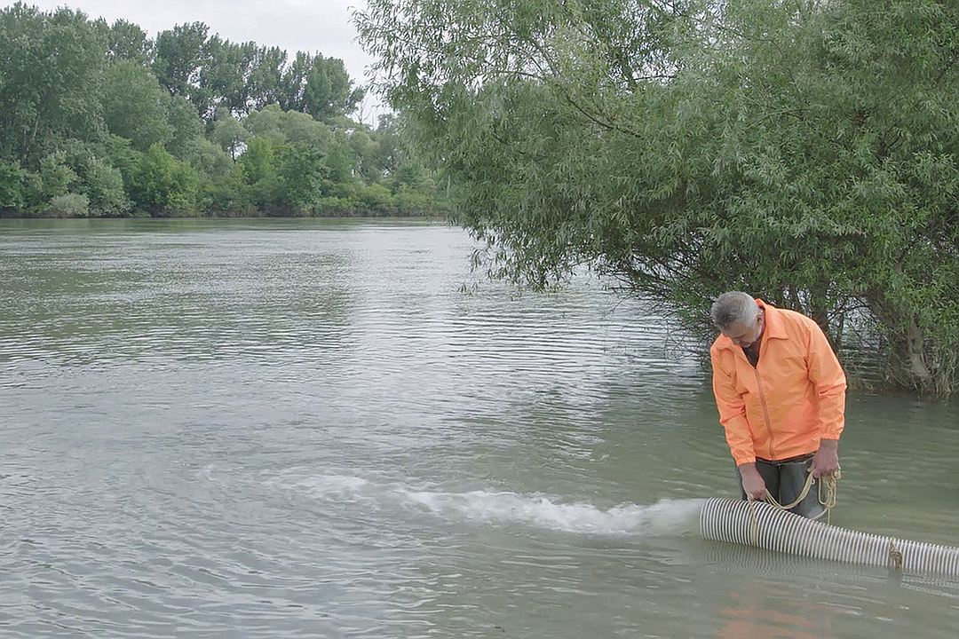 В водоемы Кубани выпустили полмиллиона мальков русского осетра