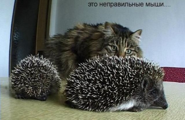 Давайте улыбаться вместе :) (20поводов)