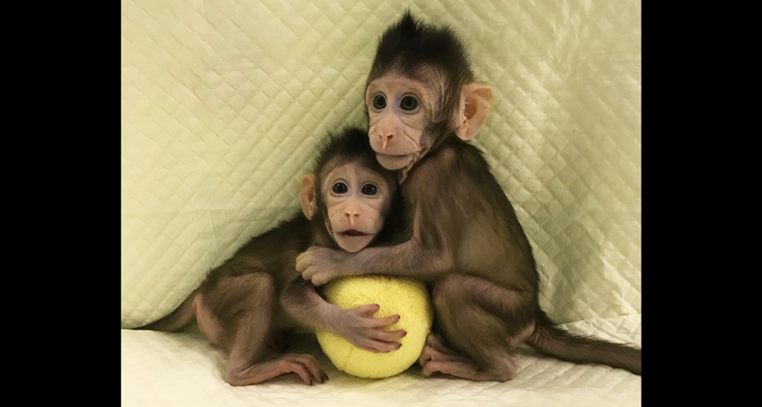 genetically identical cloned monkeys