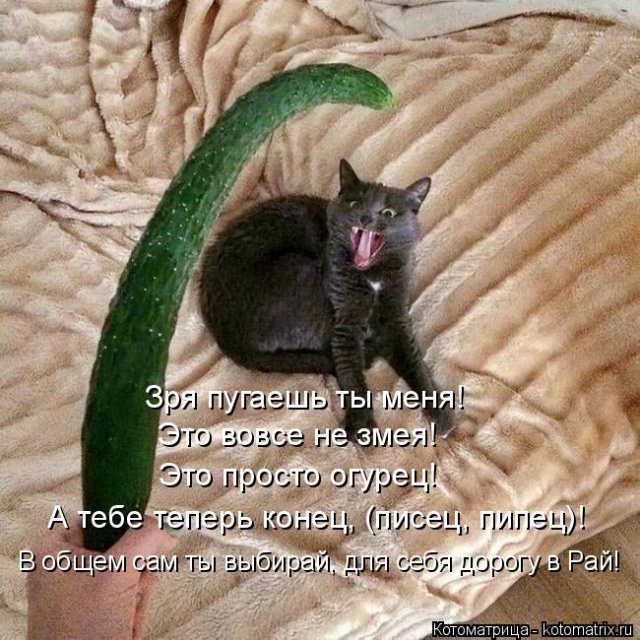 Лучшие котоматрицы недели Лучшие котоматрицы недели