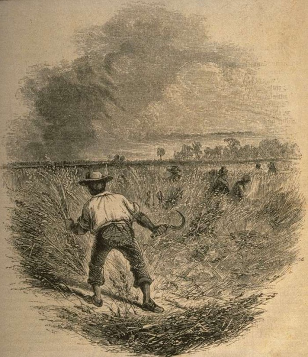 Сбор урожая риса (Юг США, 1859 год) Сбор урожая риса (Юг США, 1859 год)