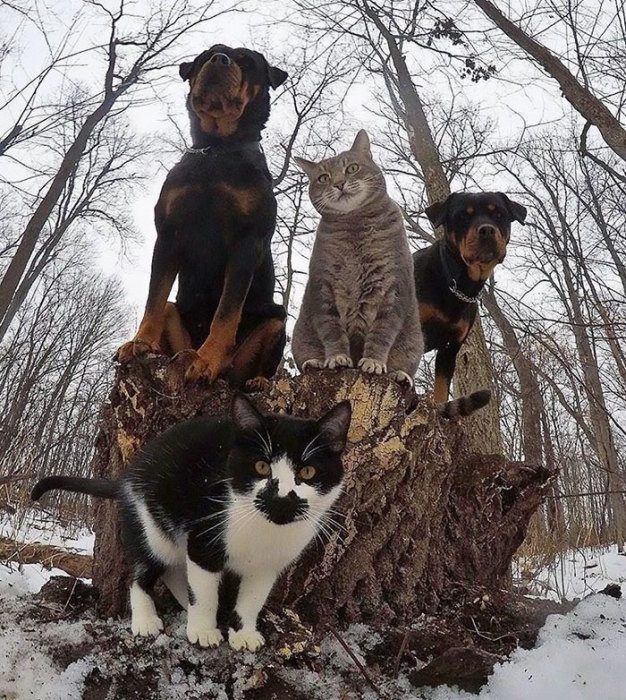 Смешные животные, которые очень похожи на музыкальные группы