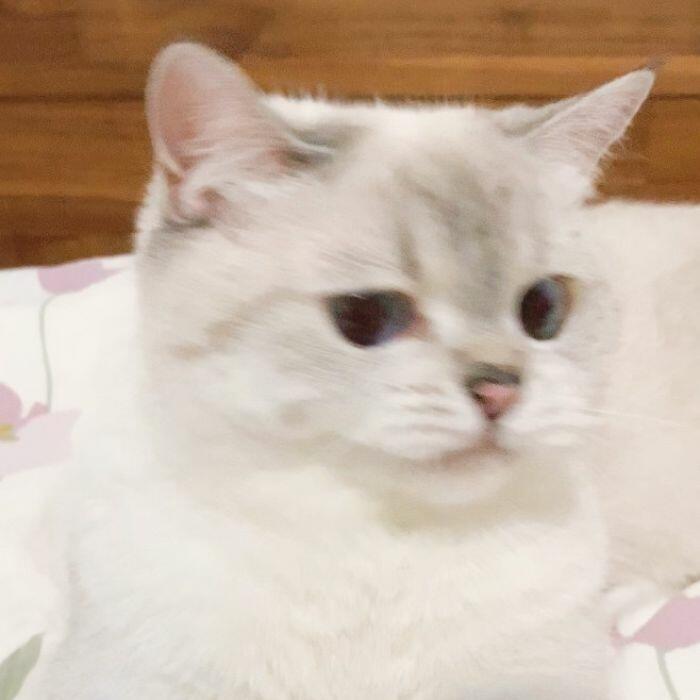 Драматичная кошка Нана