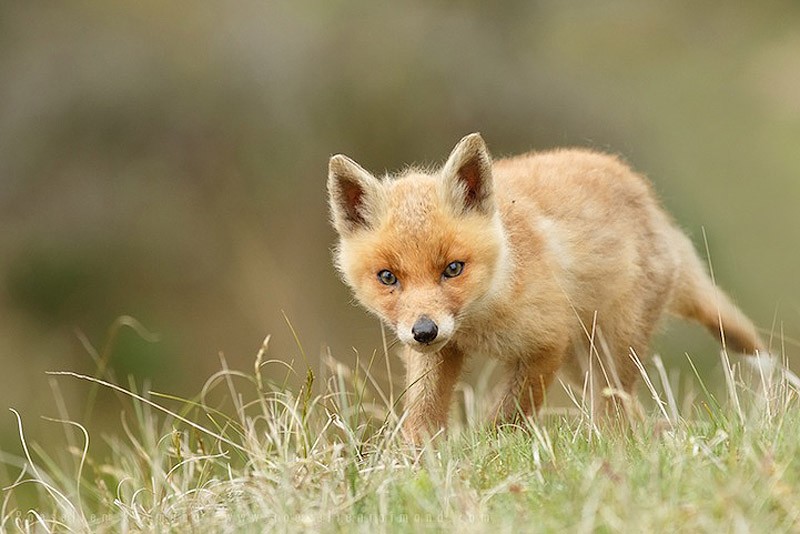 fox07    