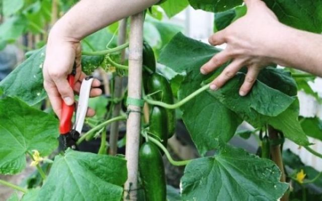 5 проверенных способов продлить плодоношение огурцов до самой осени 5 проверенных способов продлить плодоношение огурцов до самой осени