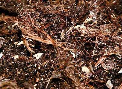 почва для рассады