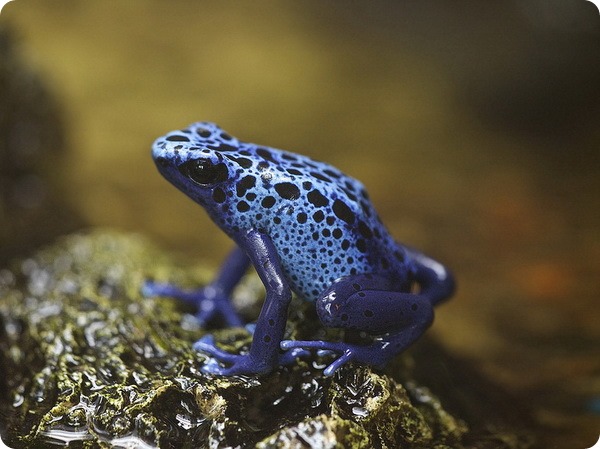Голубой древолаз (лат.Dendrobates azureus) Голубой древолаз (лат.Dendrobates azureus)
