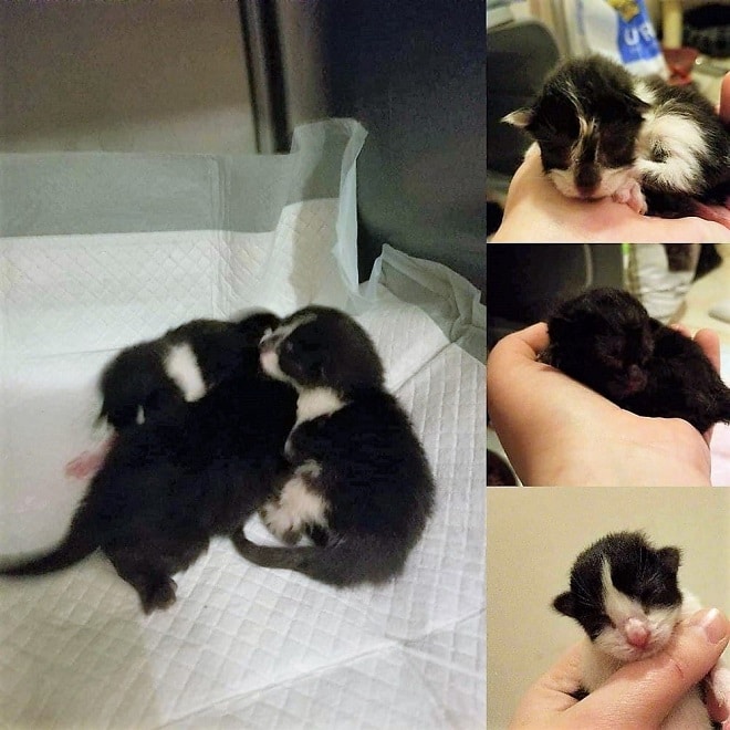 Крошечные котята Новорожденные котята
