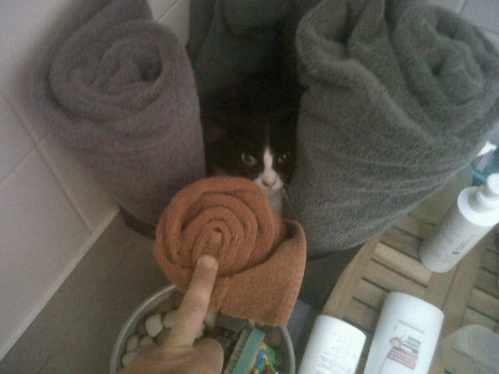 Без кота и жизнь не та