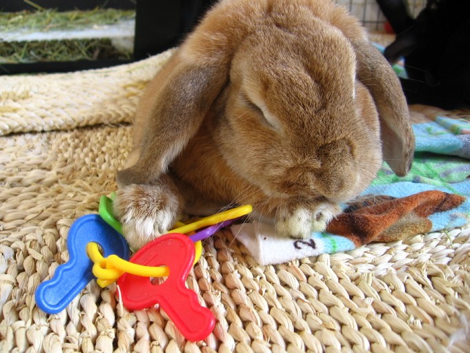 Крольчата (18 фото)