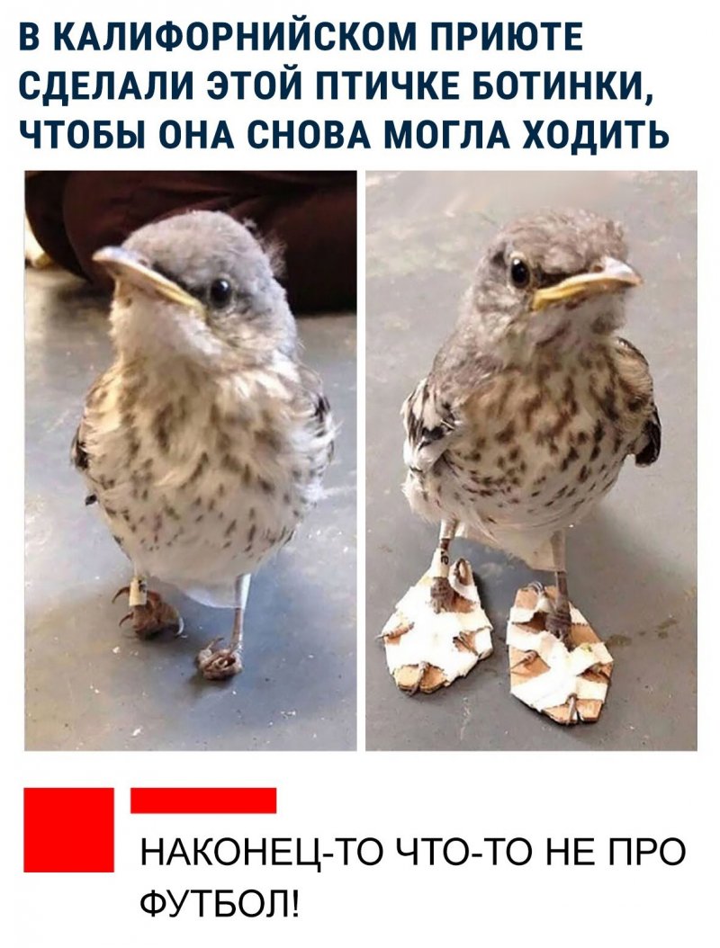 Соцсети жгут! С юмором о злободневном в ехидных скриншотах Соцсети жгут! С юмором о злободневном в ехидных скриншотах