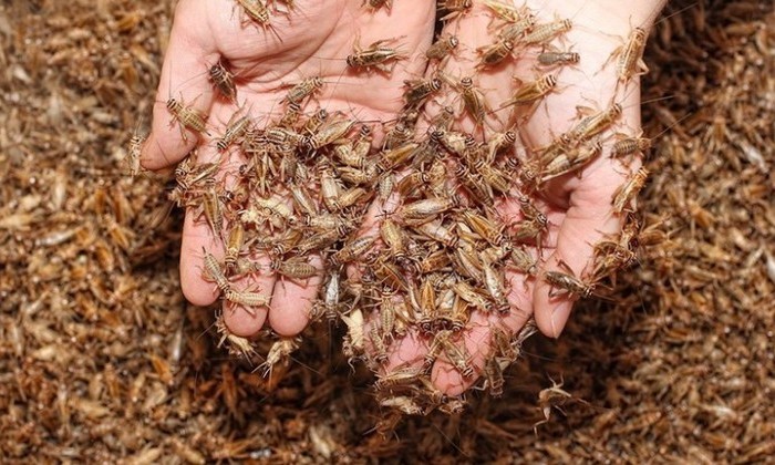 В Беларуси появилась ферма по разведению насекомых