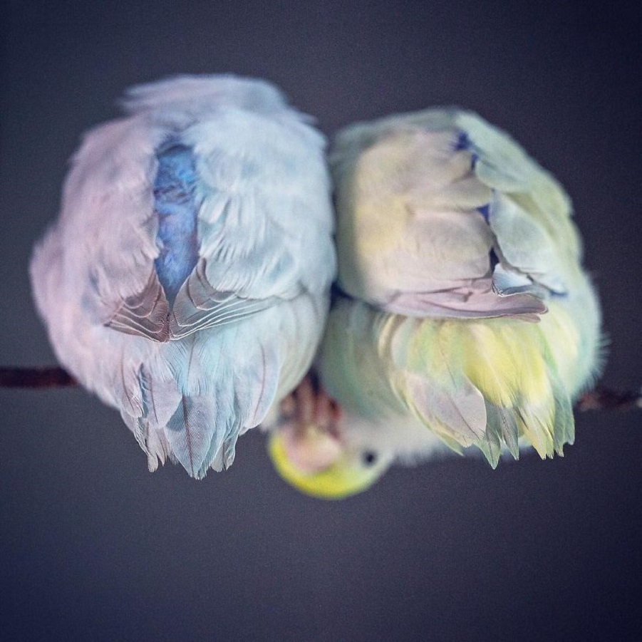A-Storybook-Love-Between-Pastel-Parrotlets-5a83fa87efbfe__880.jpg A-Storybook-Love-Between-Pastel-Parrotlets-5a83fa87efbfe__880.jpg
