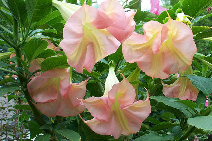 brugmansia (700x466, 63Kb)