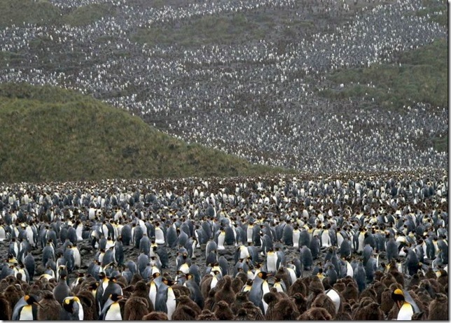 Самые смешные фото пингвинов