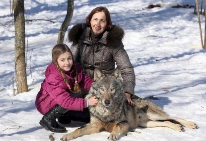 Можно ли приручить дикого волка? (6 фото) Можно ли приручить дикого волка? (6 фото)