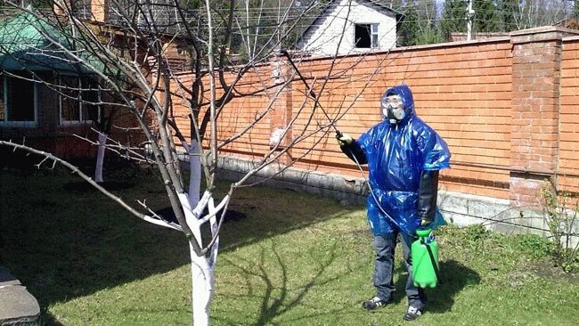 Использование медного купороса в саду и на огороде