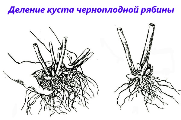 деление куста рябины