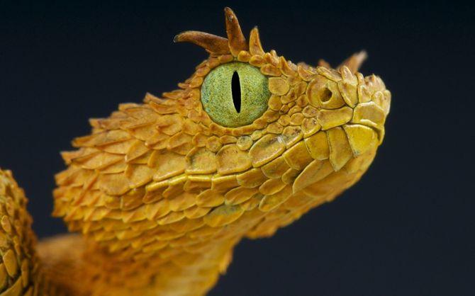 Интересные факты о пресмыкающихся, рептилия, глаза рептилии