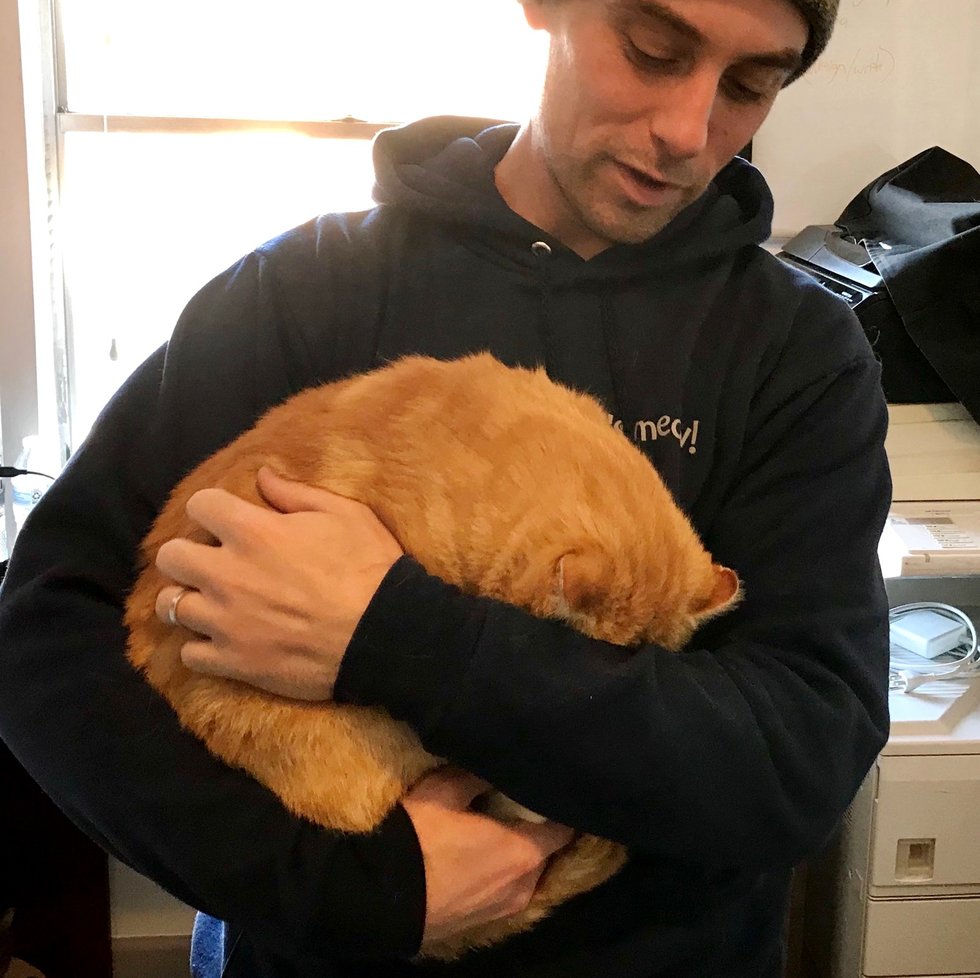 помощь коту рыжий кот на руках