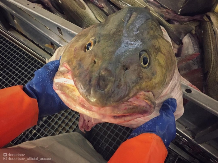 Российский рыбак фотографирует ужасных глубоководных тварей