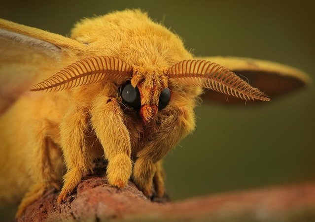 Рогатый мотылек