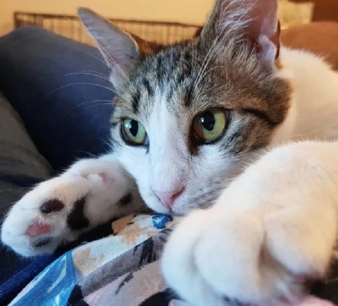Кот с зелеными глазами Кот лежит