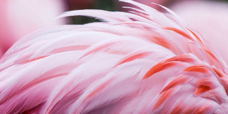 Фламинго - самые древние птицы на Земле Фламинго - самые древние птицы на Земле