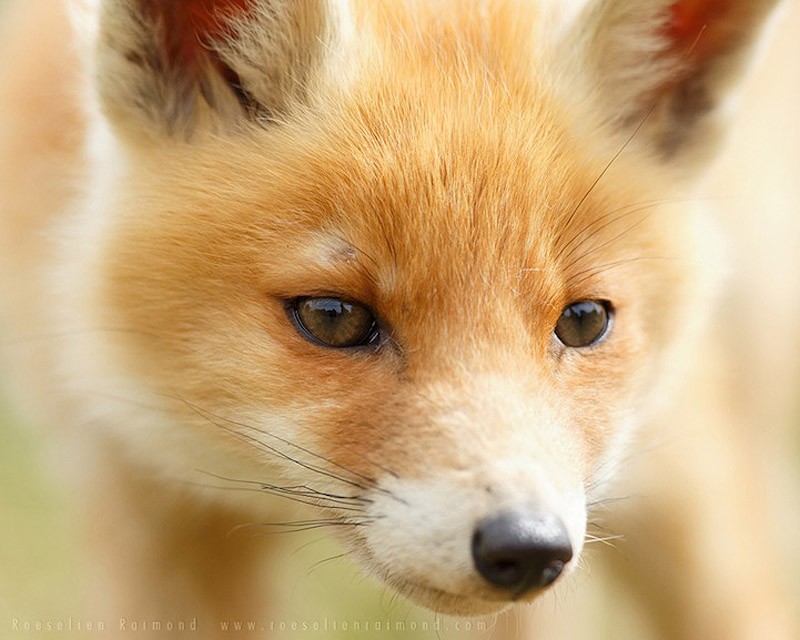 fox12    