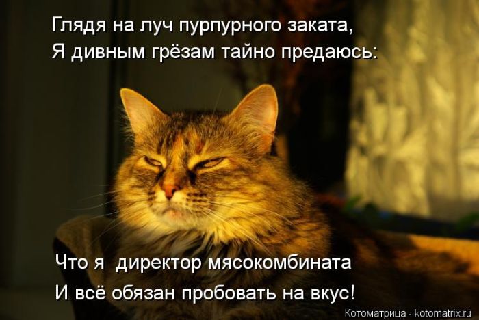 Лучшие котоматрицы недели (50 фото)